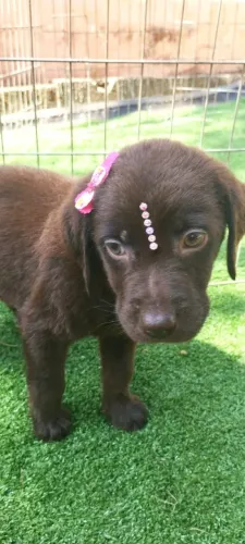 Labrador Retriever - Amor sem medida