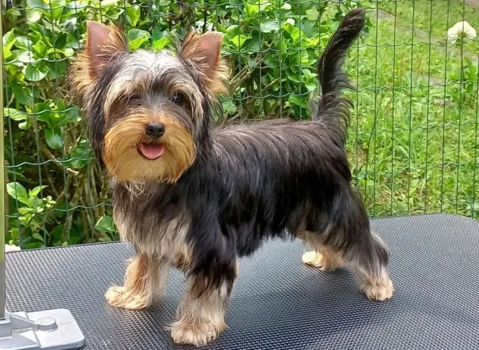 Filhote Yorkshire Terrier, Os filhotes mais amorosos e brincalhões esperam por você!