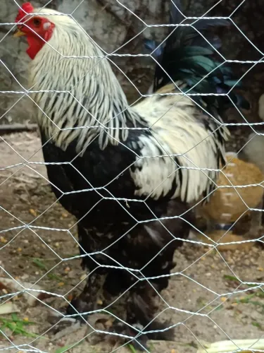 Galos Brahma