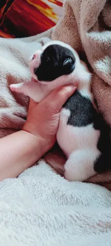 Buldogue francês