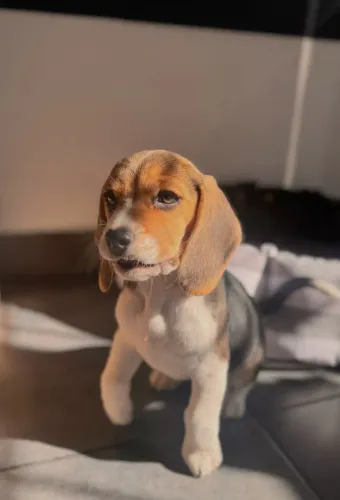 Beagle Para quem quer transformar vontade em realidade