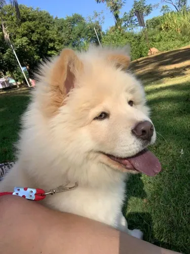 Chow Chow esclusividade de bebês lindos