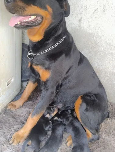 Estou vendendo um casal de rottweiler alemão