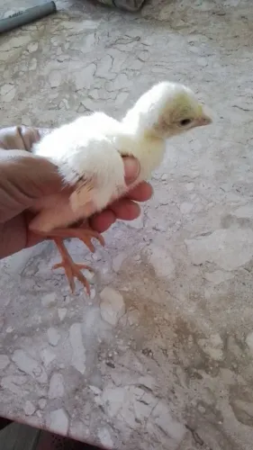 Peruzinhos