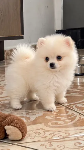 Lulu da Pomerania 