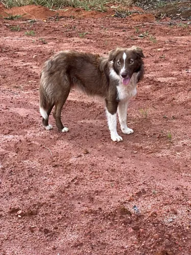 Filhotes de Border Collie