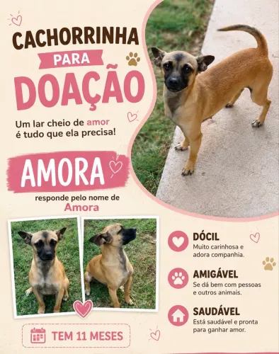 Doação de cachorrinha pequeno porte 