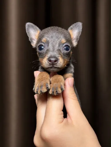 Pinscher 0