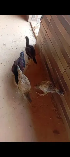 Franguinhos caipiras legítimos