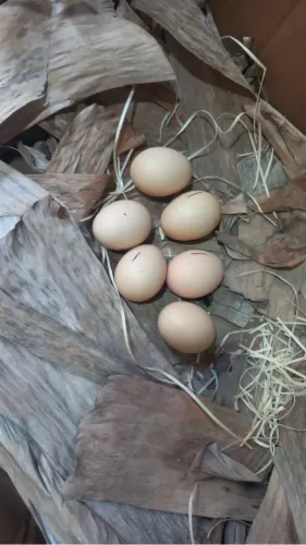 Vendo galinha botando ovo!