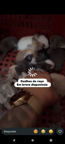 Coelhos de raça