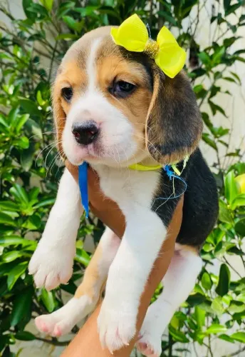 Fofos Filhotes de Beagle , Carinhosos e Amigos !!