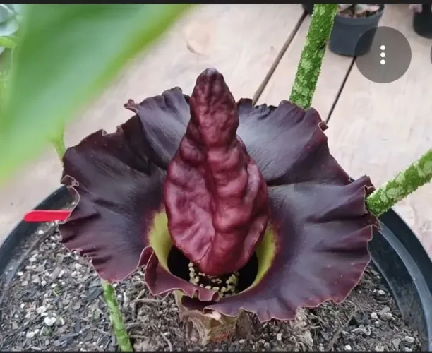 Bulbo Amorphophallus paeoniifolius - planta exótica rara