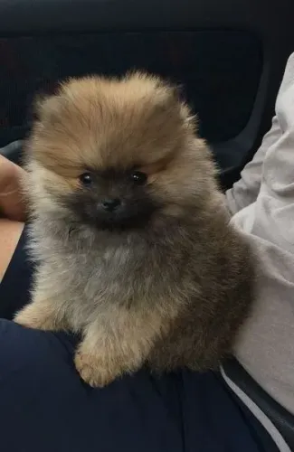 Filhote de Spitz Alemão Pequeno no Porte e Gigante na Fofura