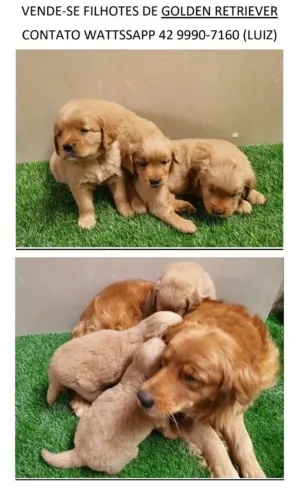Filhotes de Golden Retriver