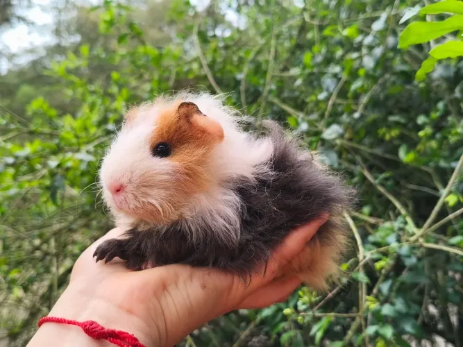 Porquinho da índia