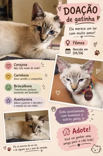 Gatinha filhote doação