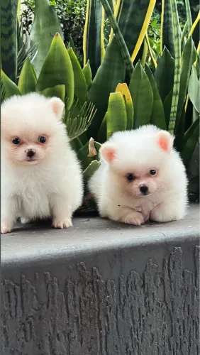 Lulu da pomerânea 