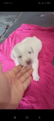 Filhotinhos de labradores