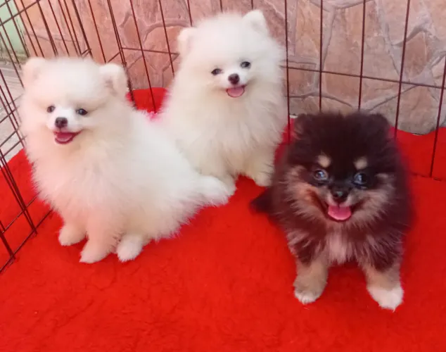 Lulu da pomerania 