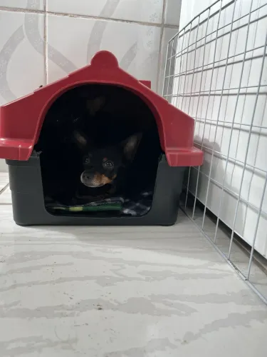 Vendo cachorro Pinsher