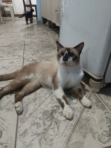 Doa-se Gatos Adultos Muito Dóceis