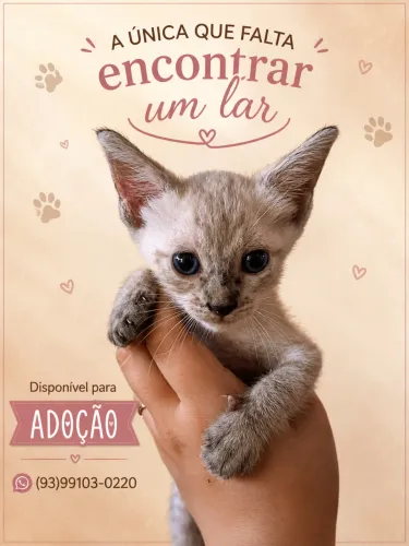 Gatinha para adoção responsável *