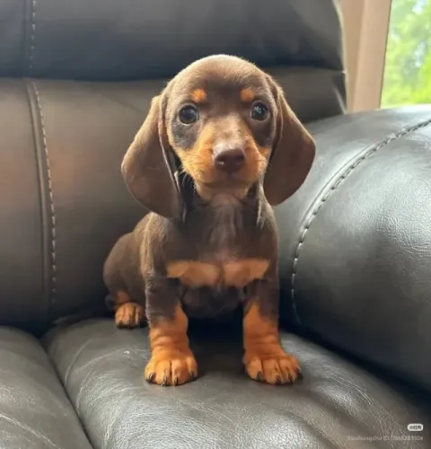 Dachshund: Um Filhote para Dividir os Pequenos Momentos do Dia