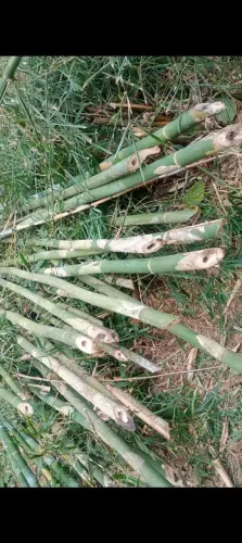 Bambu nativo
