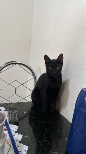 Adoção de gatinha castrada