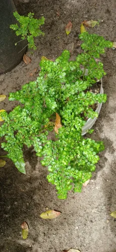 Plantas