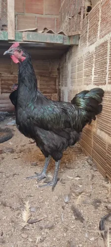 Gigante negro de Jersey com 5 meses