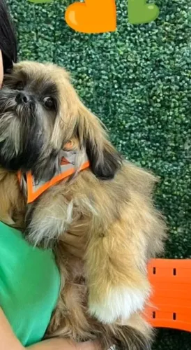Vende-se Shih tzu caramelo máscara preta<br>Shih Tzu<br>Shih Tzu<br>Shih Tzu