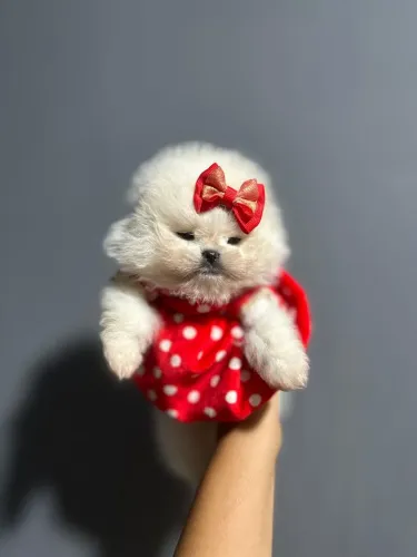 LULU DA POMERÂNIA EXCLUSIVO!!