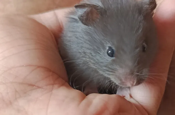 Hamster Sírio