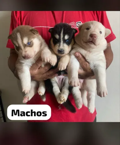 Husky Siberiano para quem prefere cães de maior estrutura