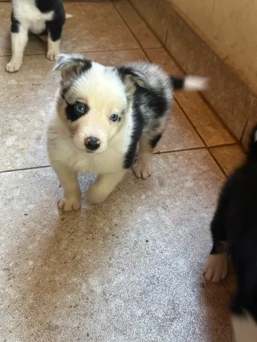 Blue merle - Border Collie