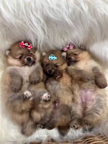 Lulu da Pomerânia.