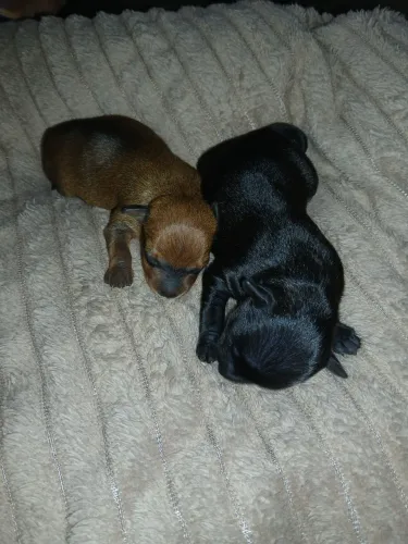 Pinscher macho número 1