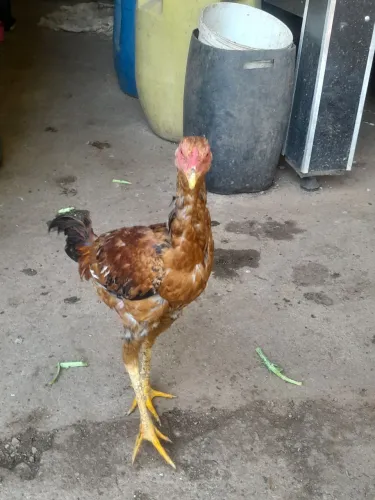 Frango índio