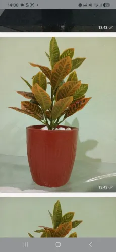 Vasos de cimento e plantas artificial  zap *