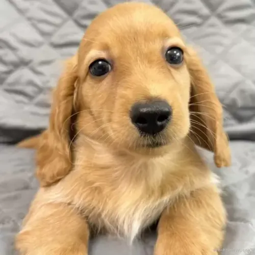 Cachorro filhote pelagem densa: Teckel/Dachshund/Salsicha/Salsichinha/Basset/Cofap