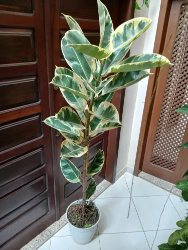 Lindo Ficus Elastica Variegata. Grande 1.80cm.