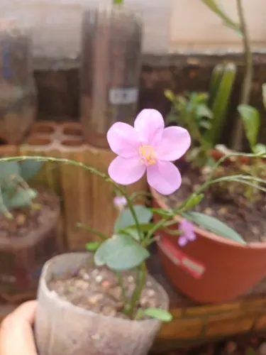 Plastas mudas de flor Beldroega Graúda 