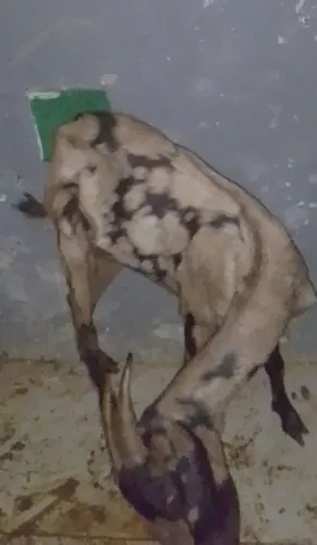 Venda de cabras e cabritos
