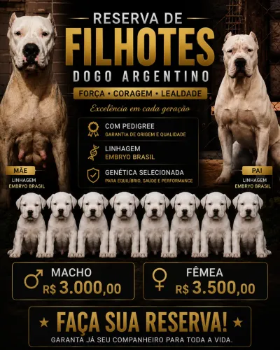 Filhotes de Dogo Argentino