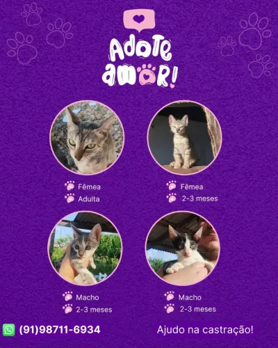 Gatinhos de raça cruzada para adoção