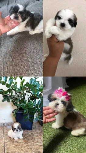 Shih Tzu lindo