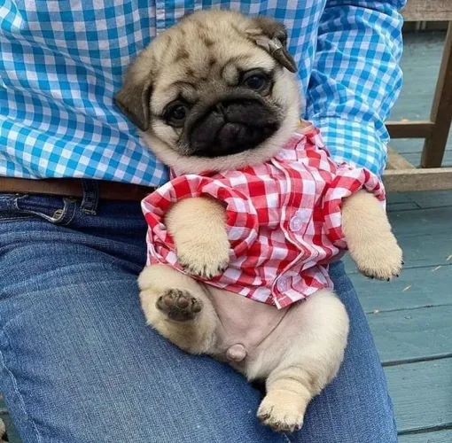 Filhotes De Pug - Companheiros Desde Cedo