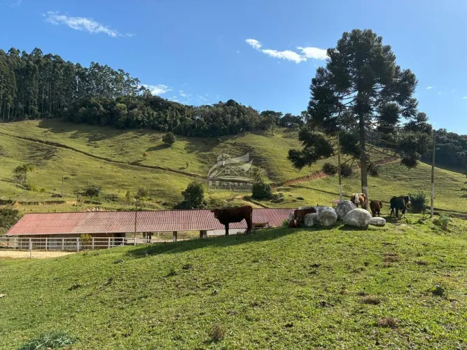 Sítio para Venda em Angelina, RIO VEADO, 1 banheiro, 10 vagas